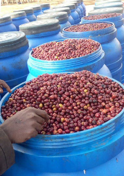 Available Premium Coffees in Stock